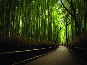 Bamboo path near Arashiyama