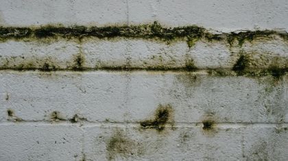 Vai labbūtībai pietiek tikai ar pelējuma aizkrāsošanu?