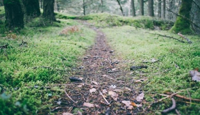 Tradicionālā pārdošana ir aizgājusi pa “skuju taku”